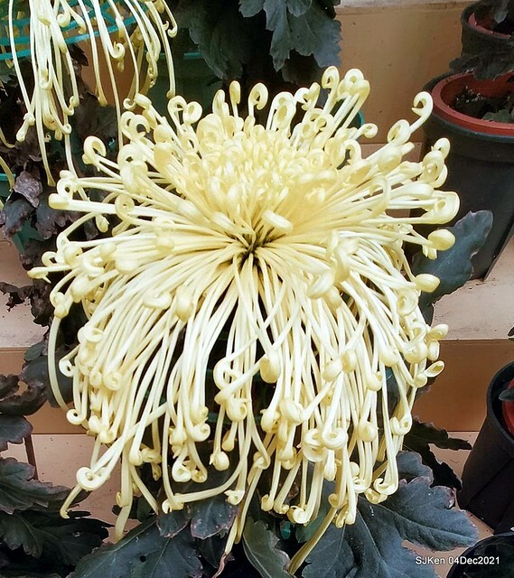 士林官邸2021「菊來運轉」花展 (Shilin Residence Chrysanthesmum Festival), Nov 26 ~ Dec 12, 2021, Taipei, Taiwan, SJKen, Dec 4, 2021.