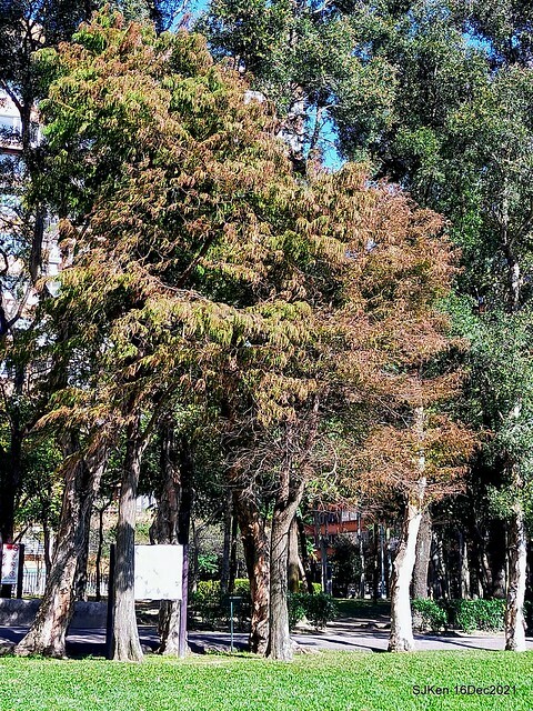 Larix pine at Bi-Hu garden, Taipei, Taiwan, SJKen, Dec 16,2021.