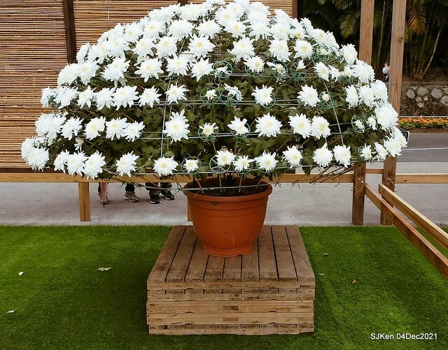 士林官邸2021「菊來運轉」花展 (Shilin Residence Chrysanthesmum Festival), Nov 26 ~ Dec 12, 2021, Taipei, Taiwan, SJKen, Dec 4, 2021.