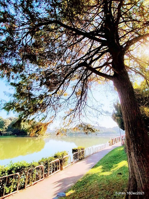 Larix pine at Bi-Hu garden, Taipei, Taiwan, SJKen, Dec 16,2021.
