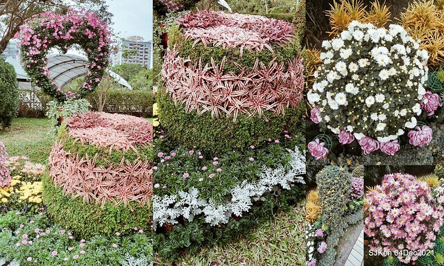 士林官邸2021「菊來運轉」花展 (Shilin Residence Chrysanthesmum Festival), Nov 26 ~ Dec 12, 2021, Taipei, Taiwan, SJKen, Dec 4, 2021.