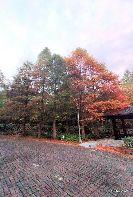 Larix pine garden plaza at Nangang, Taipei, Taiwan, SJKen, Dec 10, 2021.