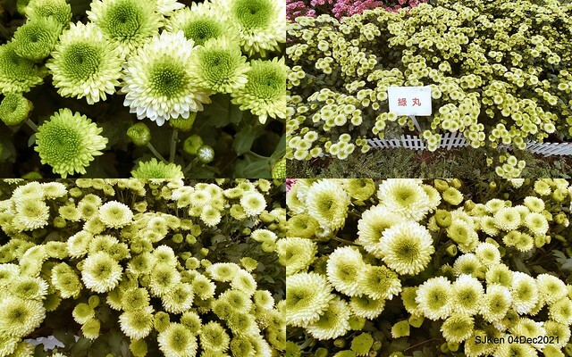 士林官邸2021「菊來運轉」花展 (Shilin Residence Chrysanthesmum Festival), Nov 26 ~ Dec 12, 2021, Taipei, Taiwan, SJKen, Dec 4, 2021.