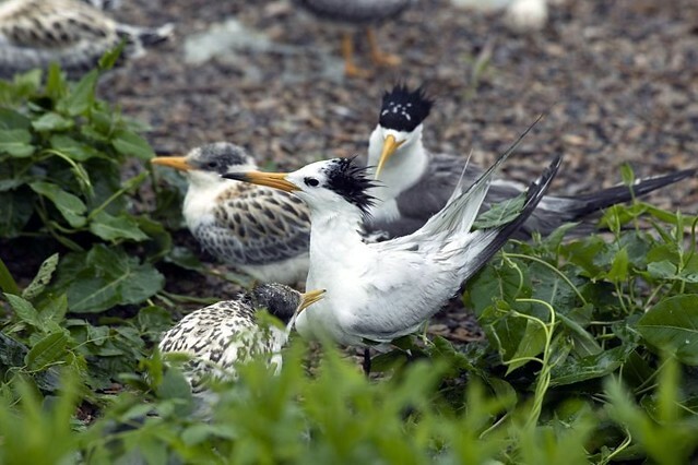 Taiwan record movie 紀錄片電影