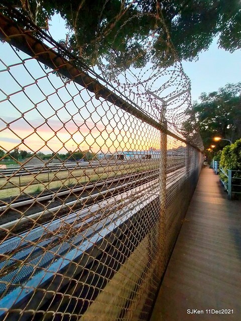 Larix pine trail nearby Fuxinggang metro station, Taipei, Taiwan, SJKen, Dec 11, 2021.