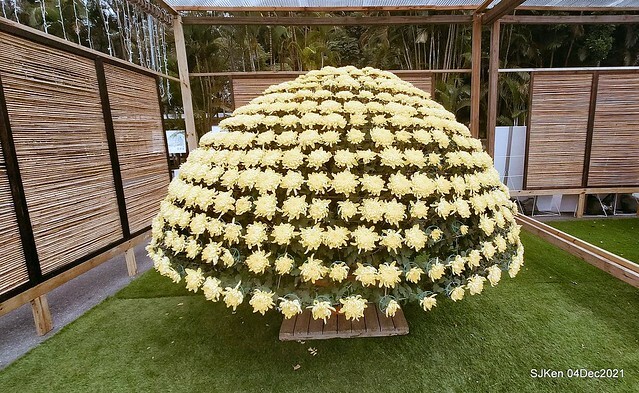士林官邸2021「菊來運轉」花展 (Shilin Residence Chrysanthesmum Festival), Nov 26 ~ Dec 12, 2021, Taipei, Taiwan, SJKen, Dec 4, 2021.