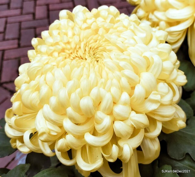 士林官邸2021「菊來運轉」花展 (Shilin Residence Chrysanthesmum Festival), Nov 26 ~ Dec 12, 2021, Taipei, Taiwan, SJKen, Dec 4, 2021.