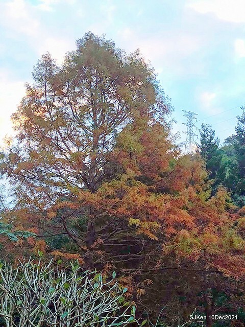 Larix pine garden plaza at Nangang, Taipei, Taiwan, SJKen, Dec 10, 2021.