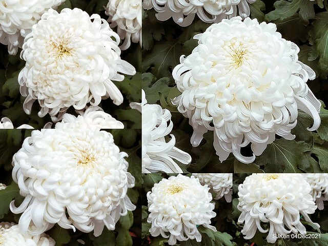 士林官邸2021「菊來運轉」花展 (Shilin Residence Chrysanthesmum Festival), Nov 26 ~ Dec 12, 2021, Taipei, Taiwan, SJKen, Dec 4, 2021.