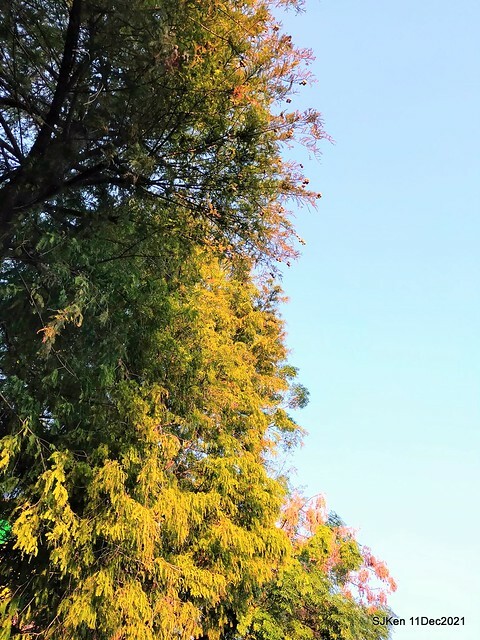 Larix pine trail nearby Fuxinggang metro station, Taipei, Taiwan, SJKen, Dec 11, 2021.
