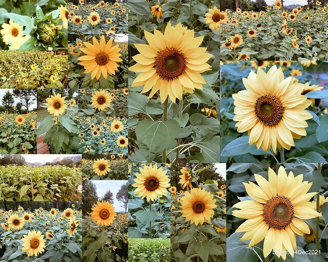 士林官邸2021「菊來運轉」花展 (Shilin Residence Chrysanthesmum Festival), Nov 26 ~ Dec 12, 2021, Taipei, Taiwan, SJKen, Dec 4, 2021.