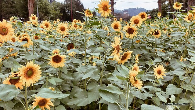 士林官邸2021「菊來運轉」花展 (Shilin Residence Chrysanthesmum Festival), Nov 26 ~ Dec 12, 2021, Taipei, Taiwan, SJKen, Dec 4, 2021.