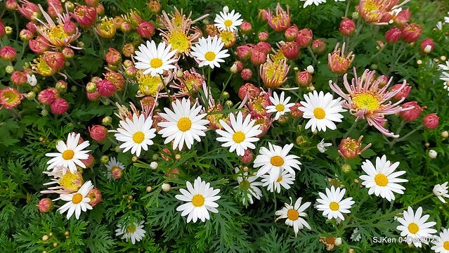 士林官邸2021「菊來運轉」花展 (Shilin Residence Chrysanthesmum Festival), Nov 26 ~ Dec 12, 2021, Taipei, Taiwan, SJKen, Dec 4, 2021.