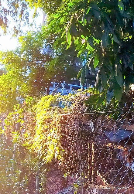 Larix pine trail nearby Fuxinggang metro station, Taipei, Taiwan, SJKen, Dec 11, 2021.