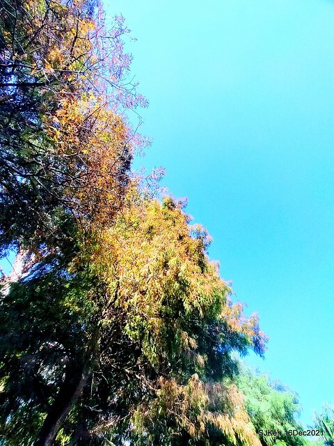 Larix pine at Bi-Hu garden, Taipei, Taiwan, SJKen, Dec 16,2021.