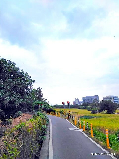 2021「熊愛關渡」稻草裝置藝術展(Bear art exhibition at Kuandu , Taipei, Taiwan, SJKen, Dec 1, 2021.