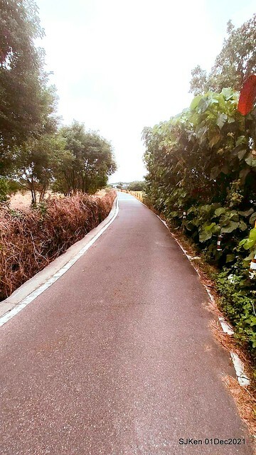 2021「熊愛關渡」稻草裝置藝術展(Bear art exhibition at Kuandu , Taipei, Taiwan, SJKen, Dec 1, 2021.