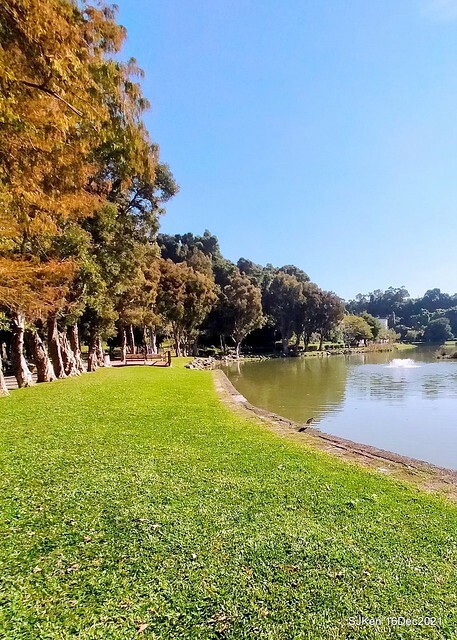 Larix pine at Bi-Hu garden, Taipei, Taiwan, SJKen, Dec 16,2021.