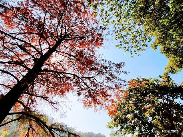 Larix pine at Bi-Hu garden, Taipei, Taiwan, SJKen, Dec 16,2021.