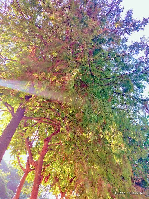 Larix pine at Bi-Hu garden, Taipei, Taiwan, SJKen, Dec 16,2021.