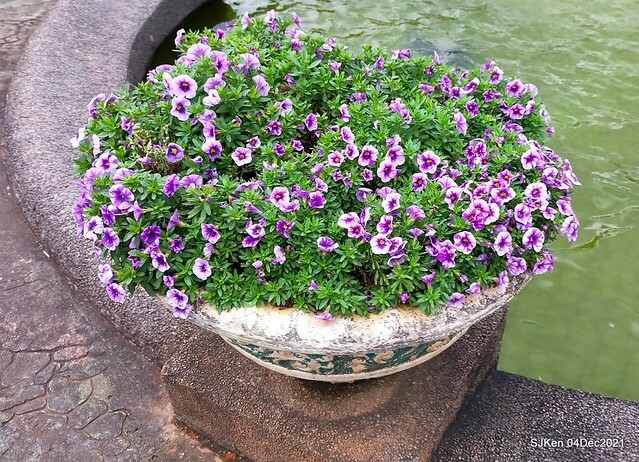 士林官邸2021「菊來運轉」花展 (Shilin Residence Chrysanthesmum Festival), Nov 26 ~ Dec 12, 2021, Taipei, Taiwan, SJKen, Dec 4, 2021.