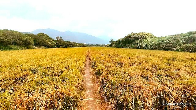 2021「熊愛關渡」稻草裝置藝術展(Bear art exhibition at Kuandu , Taipei, Taiwan, SJKen, Dec 1, 2021.