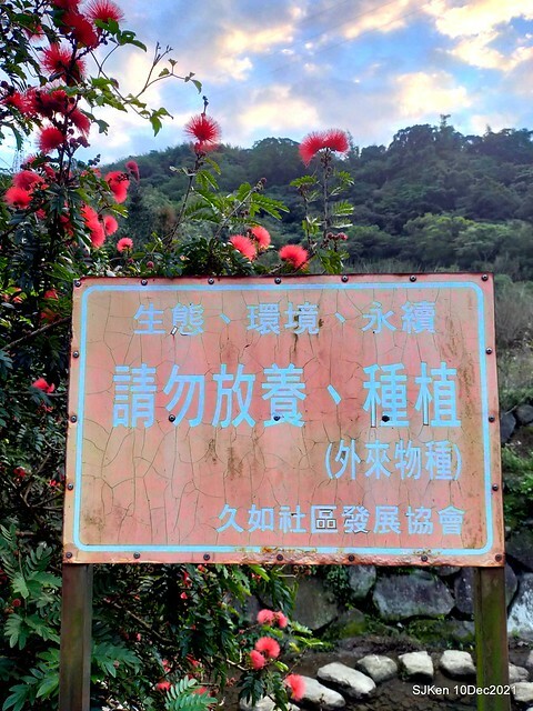 Larix pine garden plaza at Nangang, Taipei, Taiwan, SJKen, Dec 10, 2021.