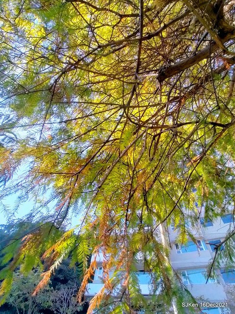 Larix pine at Bi-Hu garden, Taipei, Taiwan, SJKen, Dec 16,2021.