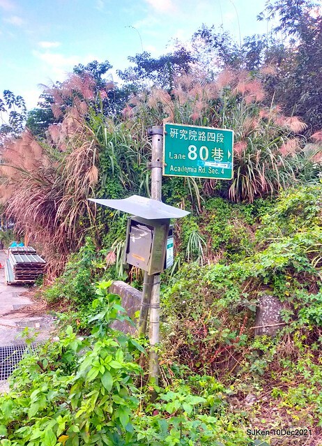 Larix pine garden plaza at Nangang, Taipei, Taiwan, SJKen, Dec 10, 2021.