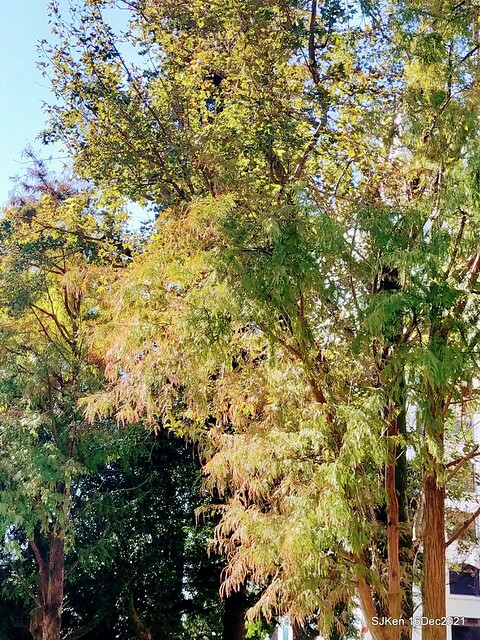 Larix pine at Bi-Hu garden, Taipei, Taiwan, SJKen, Dec 16,2021.