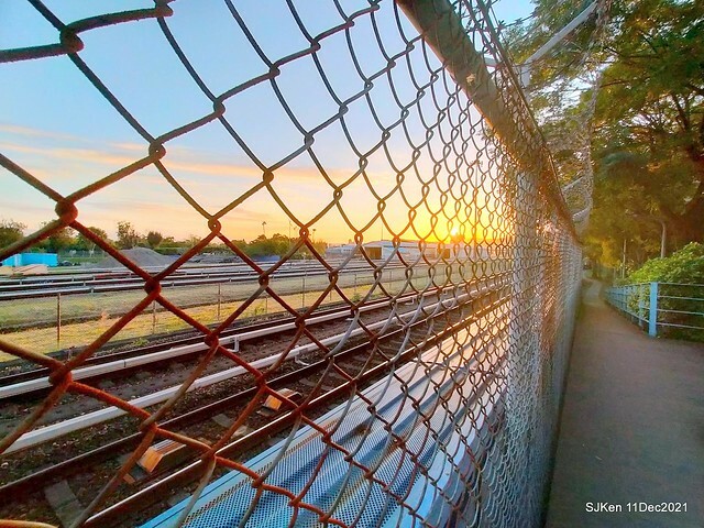 Larix pine trail nearby Fuxinggang metro station, Taipei, Taiwan, SJKen, Dec 11, 2021.