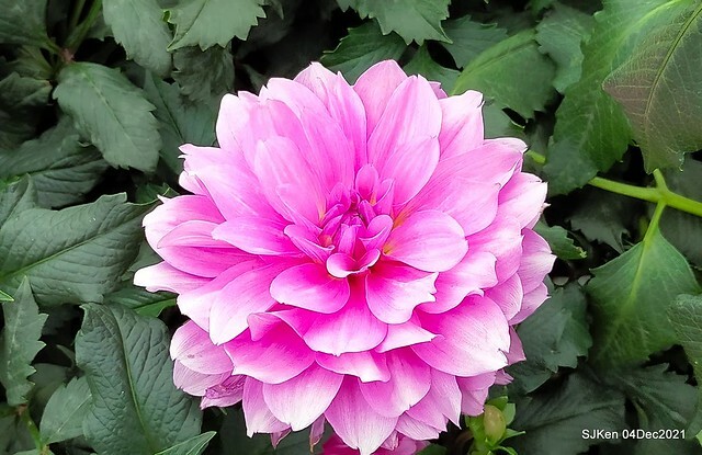 士林官邸2021「菊來運轉」花展 (Shilin Residence Chrysanthesmum Festival), Nov 26 ~ Dec 12, 2021, Taipei, Taiwan, SJKen, Dec 4, 2021.