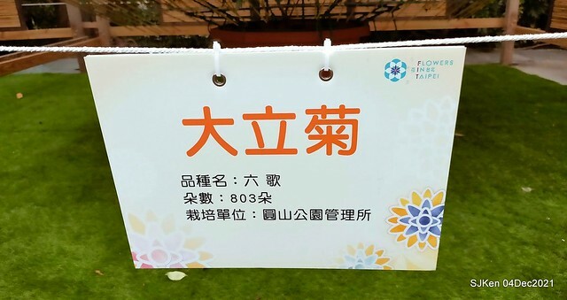 士林官邸2021「菊來運轉」花展 (Shilin Residence Chrysanthesmum Festival), Nov 26 ~ Dec 12, 2021, Taipei, Taiwan, SJKen, Dec 4, 2021.