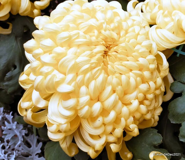 士林官邸2021「菊來運轉」花展 (Shilin Residence Chrysanthesmum Festival), Nov 26 ~ Dec 12, 2021, Taipei, Taiwan, SJKen, Dec 4, 2021.