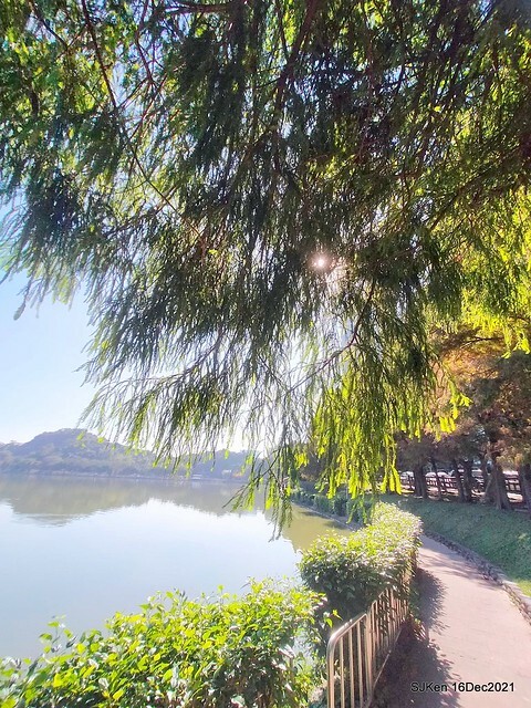 Larix pine at Bi-Hu garden, Taipei, Taiwan, SJKen, Dec 16,2021.