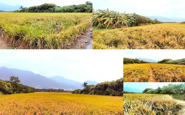 2021「熊愛關渡」稻草裝置藝術展(Bear art exhibition at Kuandu , Taipei, Taiwan, SJKen, Dec 1, 2021.