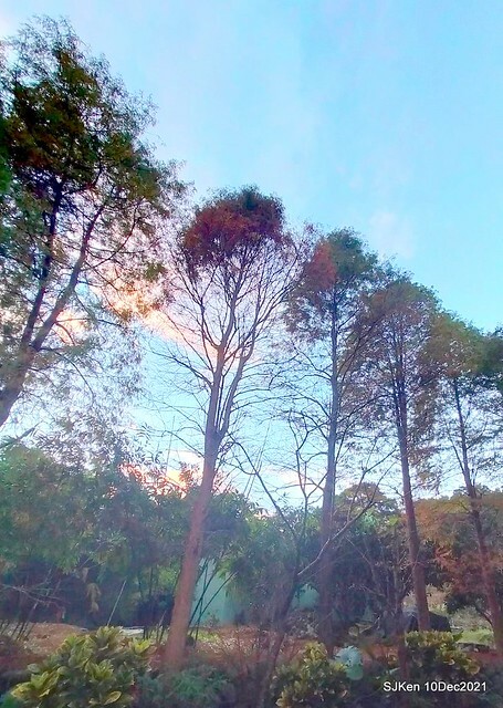 Larix pine garden plaza at Nangang, Taipei, Taiwan, SJKen, Dec 10, 2021.