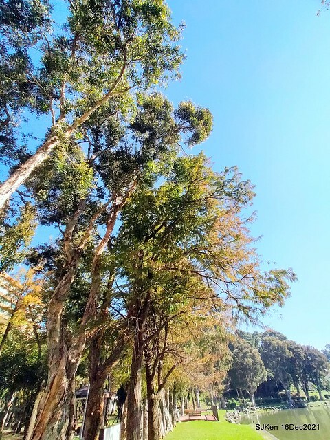 Larix pine at Bi-Hu garden, Taipei, Taiwan, SJKen, Dec 16,2021.