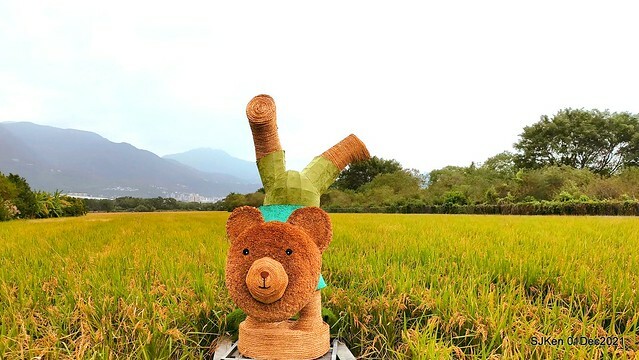 2021「熊愛關渡」稻草裝置藝術展(Bear art exhibition at Kuandu , Taipei, Taiwan, SJKen, Dec 1, 2021.