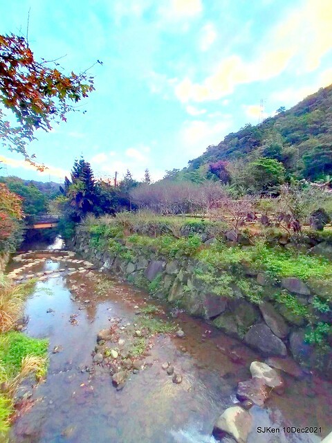 Larix pine garden plaza at Nangang, Taipei, Taiwan, SJKen, Dec 10, 2021.
