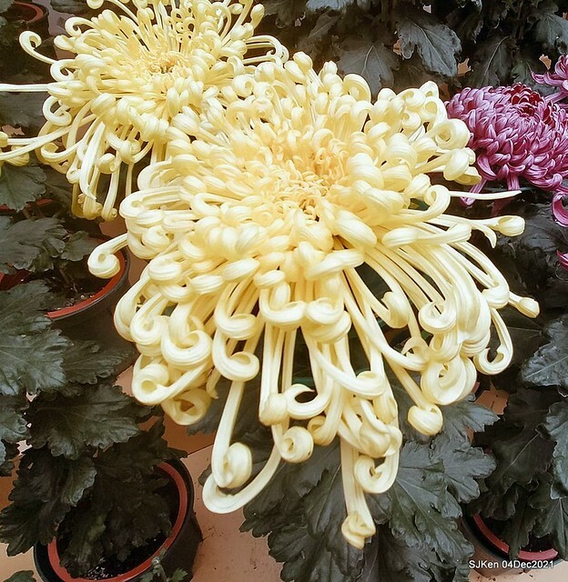 士林官邸2021「菊來運轉」花展 (Shilin Residence Chrysanthesmum Festival), Nov 26 ~ Dec 12, 2021, Taipei, Taiwan, SJKen, Dec 4, 2021.