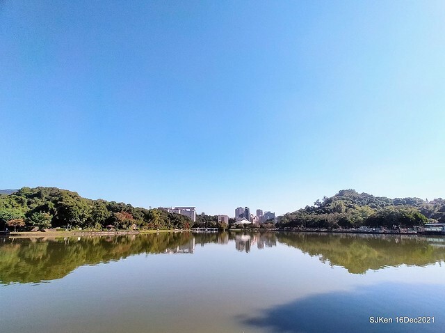 Larix pine at Bi-Hu garden, Taipei, Taiwan, SJKen, Dec 16,2021.