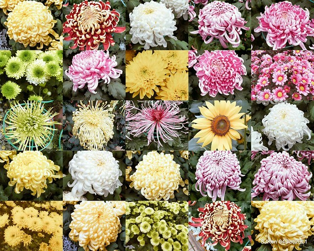 士林官邸2021「菊來運轉」花展 (Shilin Residence Chrysanthesmum Festival), Nov 26 ~ Dec 12, 2021, Taipei, Taiwan, SJKen, Dec 4, 2021.
