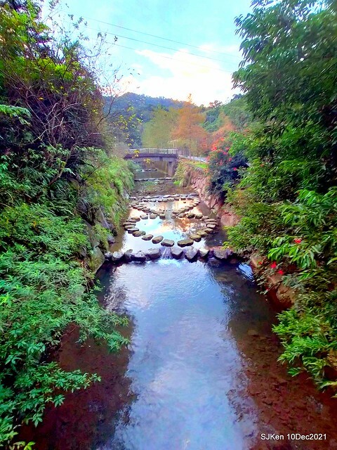 Larix pine garden plaza at Nangang, Taipei, Taiwan, SJKen, Dec 10, 2021.