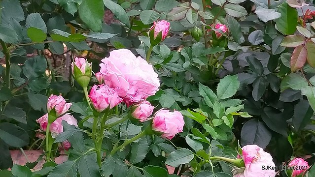 士林官邸2021「菊來運轉」花展 (Shilin Residence Chrysanthesmum Festival), Nov 26 ~ Dec 12, 2021, Taipei, Taiwan, SJKen, Dec 4, 2021.