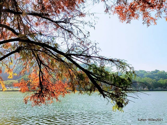 Larix pine at Bi-Hu garden, Taipei, Taiwan, SJKen, Dec 16,2021.
