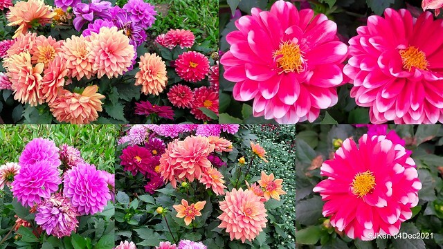 士林官邸2021「菊來運轉」花展 (Shilin Residence Chrysanthesmum Festival), Nov 26 ~ Dec 12, 2021, Taipei, Taiwan, SJKen, Dec 4, 2021.