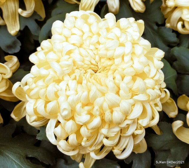 士林官邸2021「菊來運轉」花展 (Shilin Residence Chrysanthesmum Festival), Nov 26 ~ Dec 12, 2021, Taipei, Taiwan, SJKen, Dec 4, 2021.