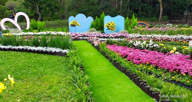 士林官邸2021「菊來運轉」花展 (Shilin Residence Chrysanthesmum Festival), Nov 26 ~ Dec 12, 2021, Taipei, Taiwan, SJKen, Dec 4, 2021.