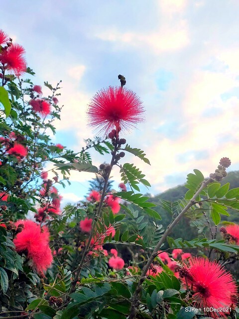 Larix pine garden plaza at Nangang, Taipei, Taiwan, SJKen, Dec 10, 2021.